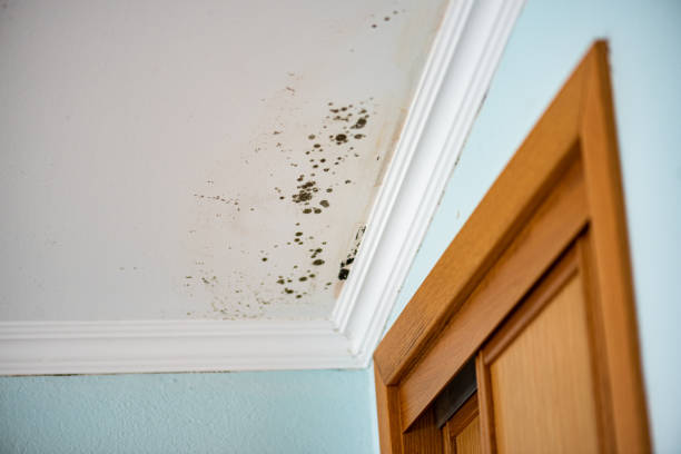 Best Bathroom Mold Remediation in Pawhuska, OK