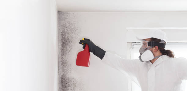Best White Mold Remediation in Pawhuska, OK