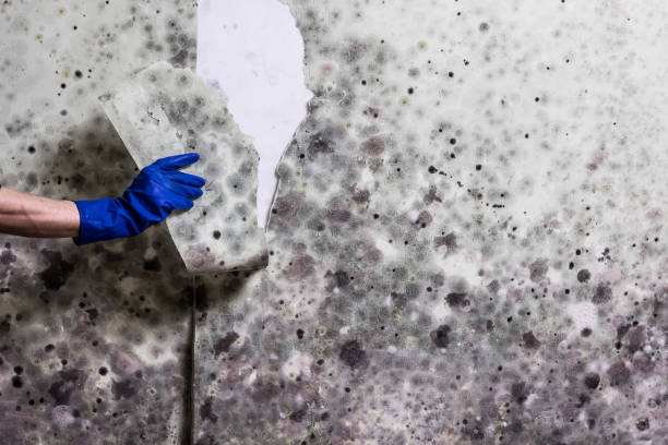 Best Attic Mold Remediation in Pawhuska, OK